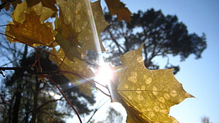 worm's eye view photography of sunlight passing through maple leaves