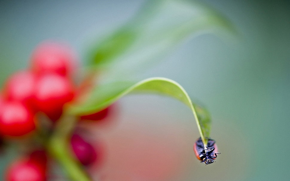 selective focus photography of ladybug on leaf HD wallpaper