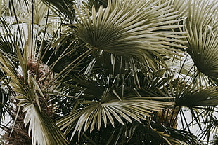 green fan palm tree HD wallpaper