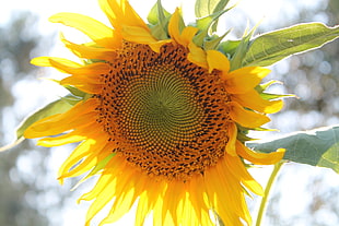 yellow Sun Flower plant HD wallpaper