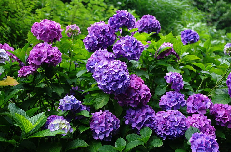 purple hydrangea flowers at daytime HD wallpaper