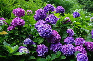 purple hydrangea flowers at daytime
