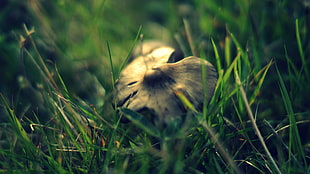 brown funji, mushroom