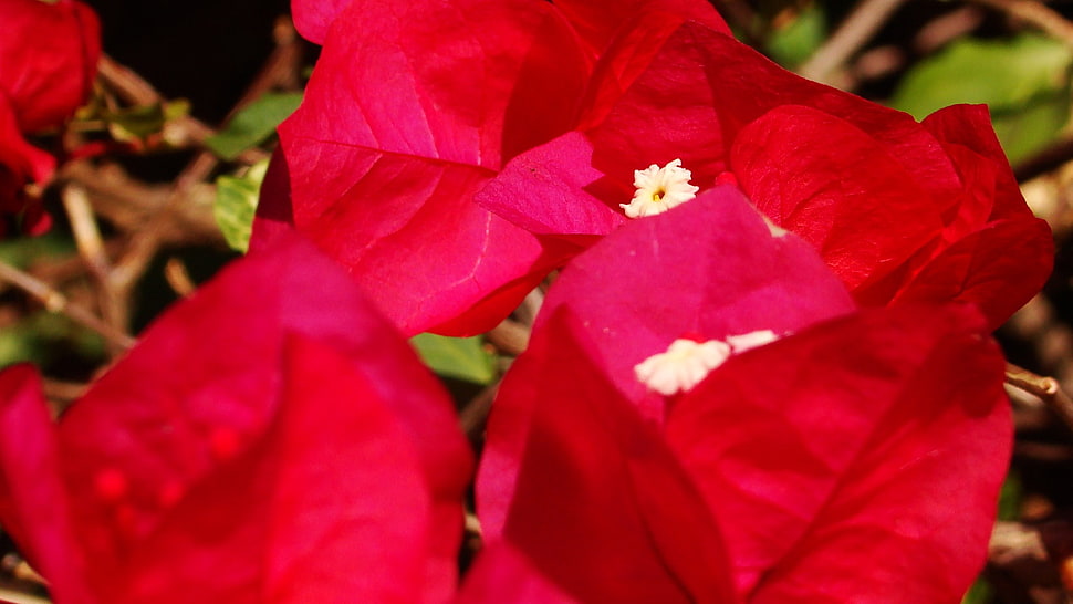 red bougainvillea flower, plants, nature, flowers, colorful HD wallpaper