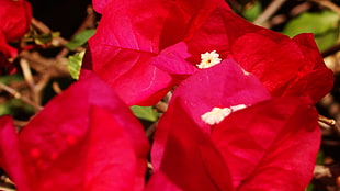 red bougainvillea flower, plants, nature, flowers, colorful