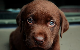 short-coated brown puppy, dog, animals, puppies, brown