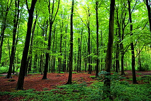 photo of trees in forest