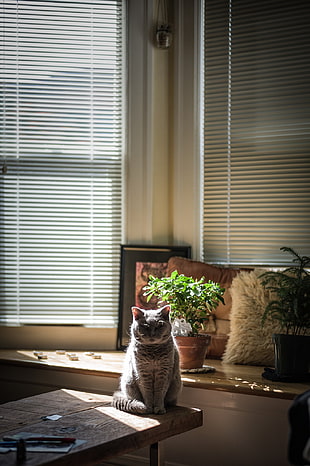 gray cat, interior, room, plants, cat HD wallpaper