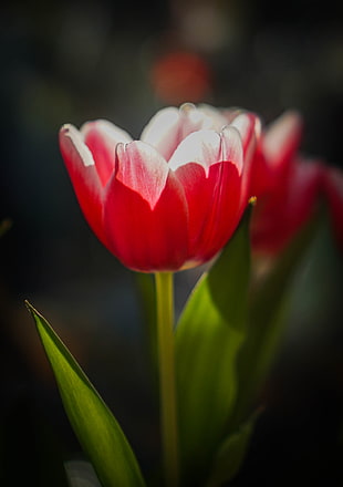 selective focus photography of pink Tulip flower