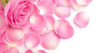 pink rose with scattered petals HD wallpaper