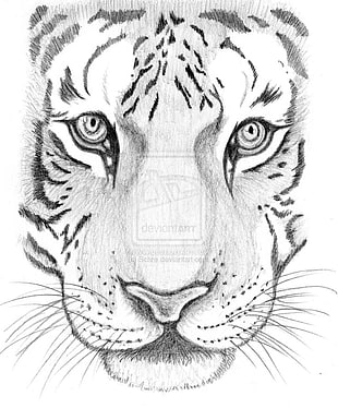 lion face sketch