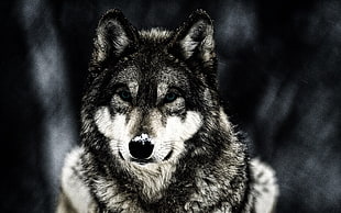 black and gray wolf, wolf, animals, wildlife
