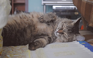 silver tabby cat on white area rug