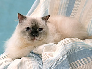 shallow focus photography of long-coated Siamese cat