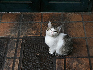 adult silver Tabby cat on ground