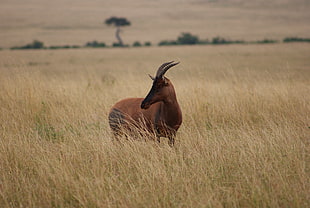 brown four legged animal on green grass, topi, masai mara national reserve, kenya HD wallpaper