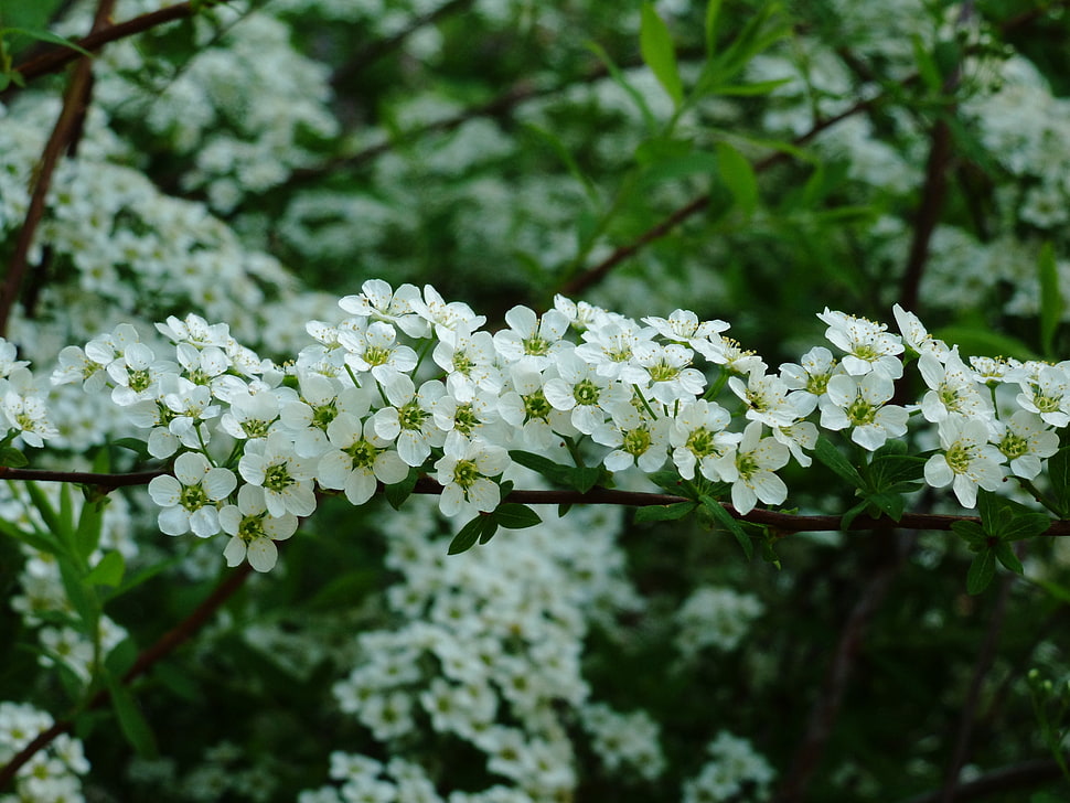 white Cherry Blossoms HD wallpaper
