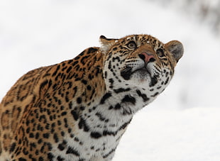 brown leopard on snow during daytime