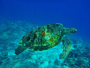 brown sea turtle HD wallpaper