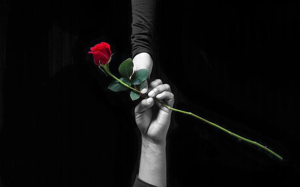 grayscale photo of two people holding rose, hands, love, rose, selective coloring HD wallpaper