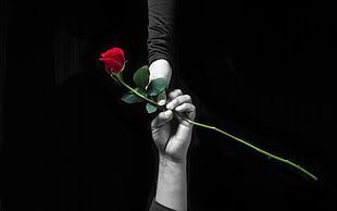grayscale photo of two people holding rose, hands, love, rose, selective coloring