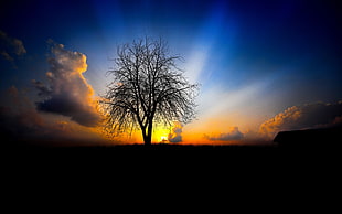 silhoette photo of trees HD wallpaper