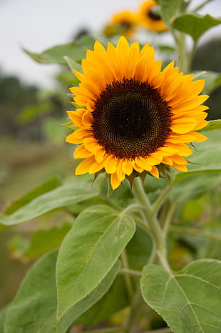 selective focus photography of Helianthus, sunflower