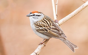 brown and white short-beak bird on tree branch, chipping sparrow