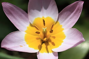 pink and yellow petaled flower in closeup photo, lilac