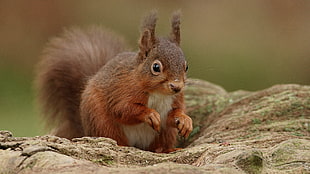 selective photography of squirrel