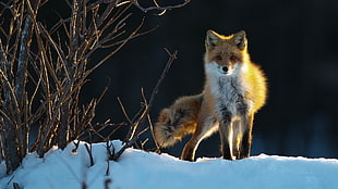 closeup photo of brown fox on snow ground