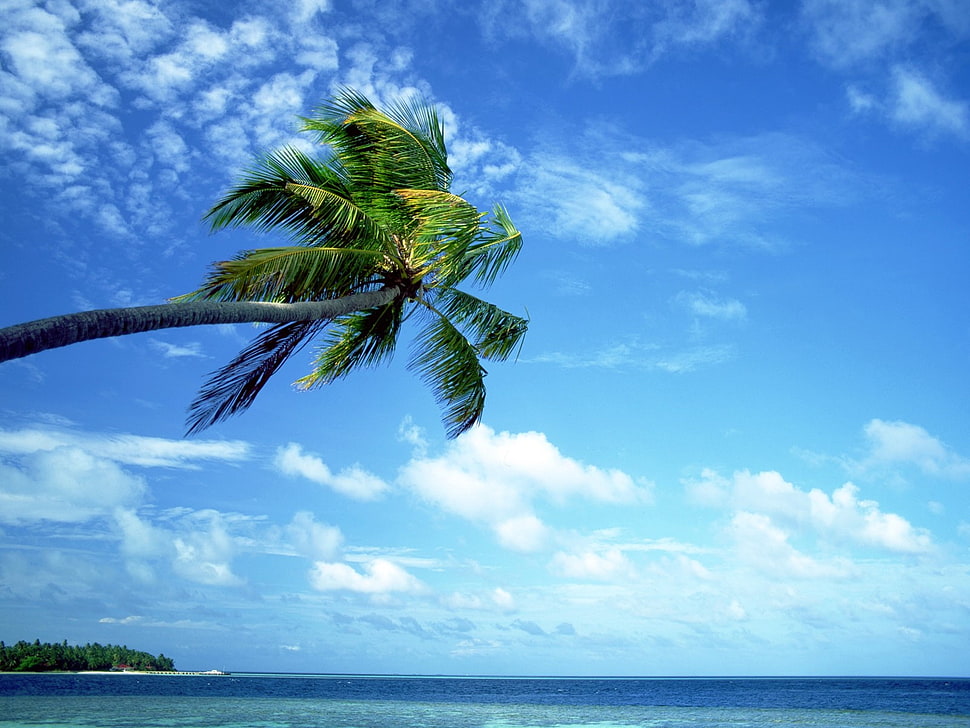 green coconut tree, nature, palm trees, sea, sky HD wallpaper