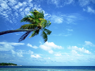 green coconut tree, nature, palm trees, sea, sky