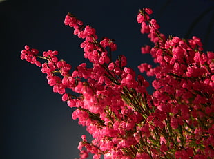 closeup photo of red petaled flowers HD wallpaper