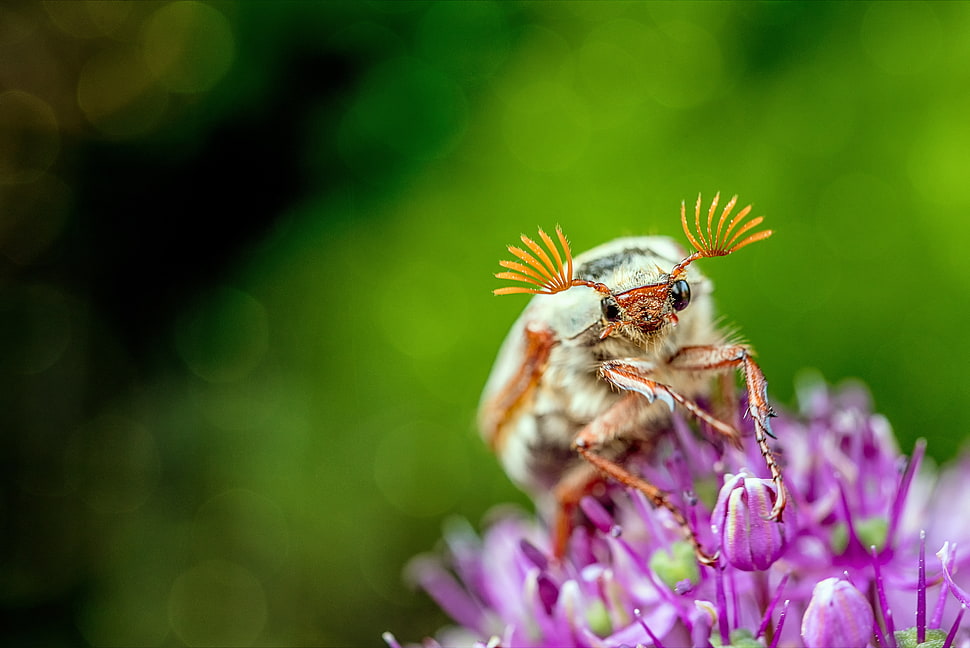 selected focus photo of a brown insect on purple flower HD wallpaper