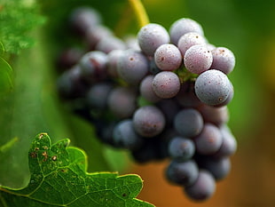 selective focus photography of red grapes