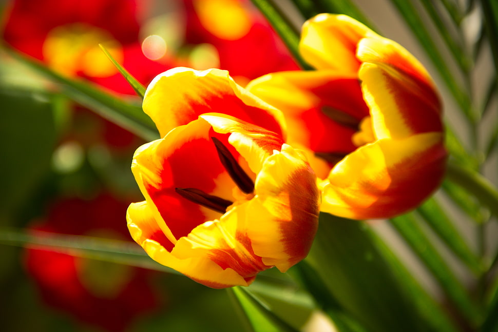 Red and Yellow Flowers HD wallpaper