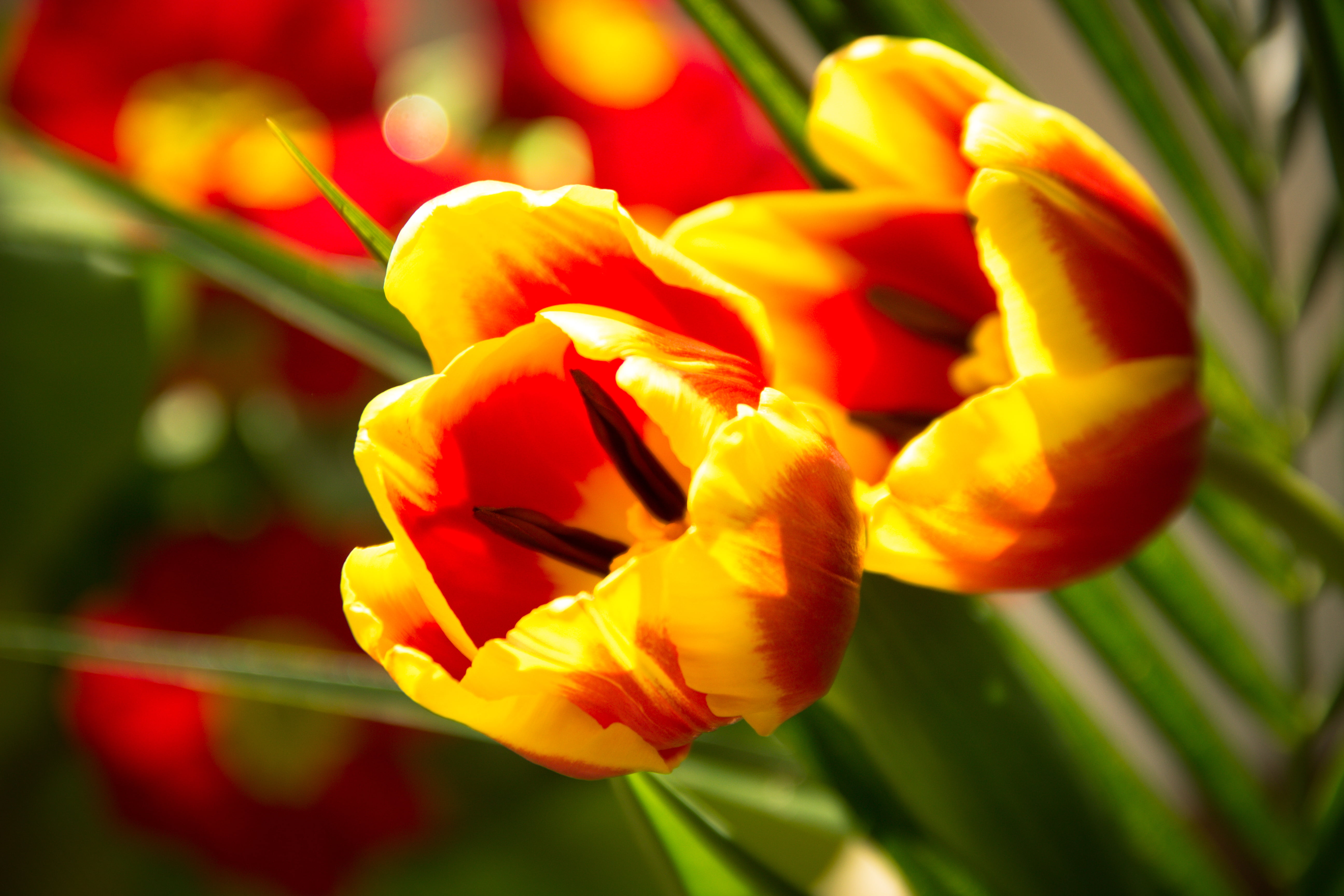 Red and Yellow Flowers