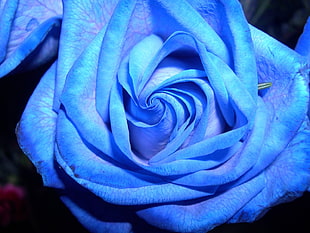 blue rose blooming