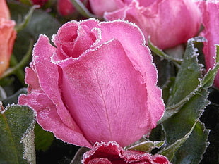 pink rose flower macro photography HD wallpaper