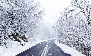 concretet road, road, winter, forest