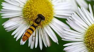 yellow and black bee, hoverfly
