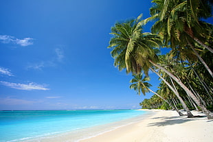 coconut tree lot, beach, palm trees, sea, landscape