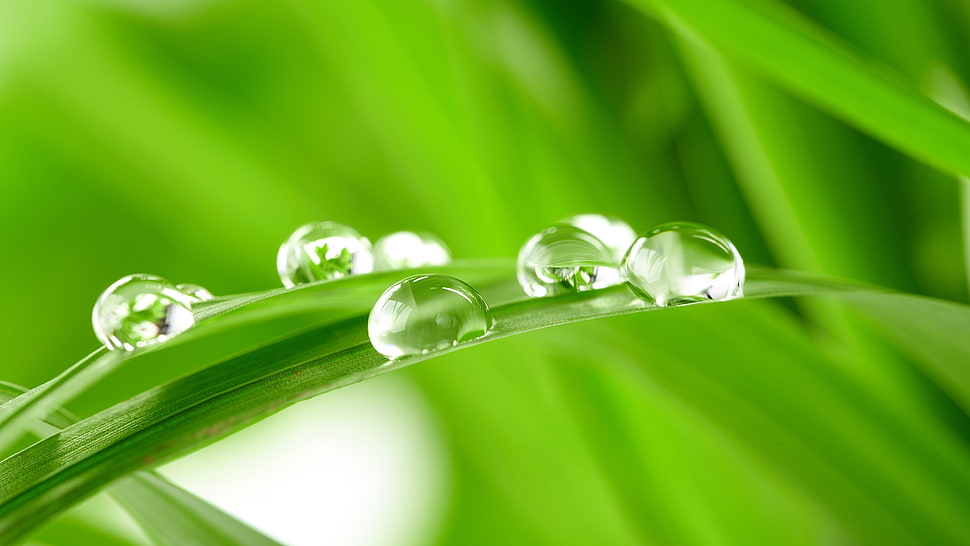 green 3D leaf wall pepr HD wallpaper