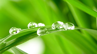 green 3D leaf wall pepr
