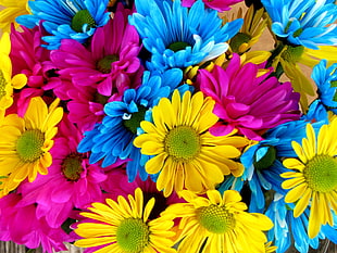 purple, blue, and yellow flowers