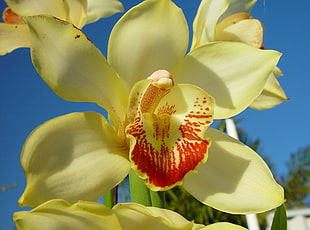 yellow Daffodil flower in closeup photo