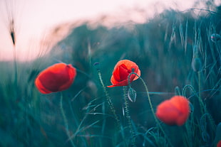 shallow focus photography of red flowers during daytime HD wallpaper