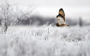 brown and beige owl, animals, owl, birds, snow