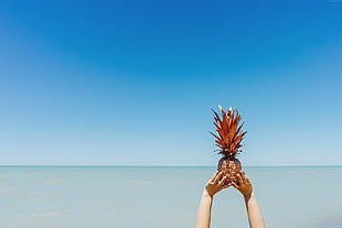 person holding brown pineapple fruit during day time HD wallpaper